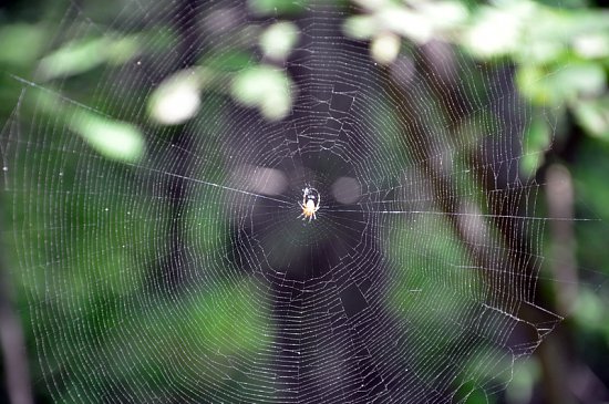 Нажмите на изображение для увеличения. 

Название:	DSC_6263_1.jpg 
Просмотров:	365 
Размер:	220.3 Кб 
ID:	4634