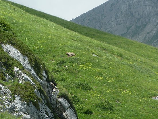 Медведица. Фишт - Оштеновский перевал. Медвежат двое и они скидывают камни вниз.